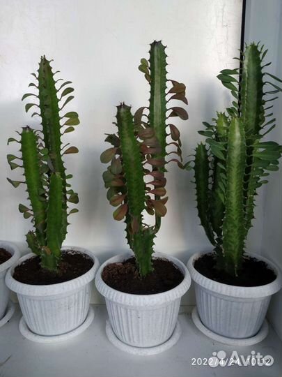 Молочай треугольный (Эуфорбия Тригона) Рубра