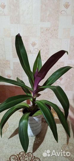 Комнатные цветы