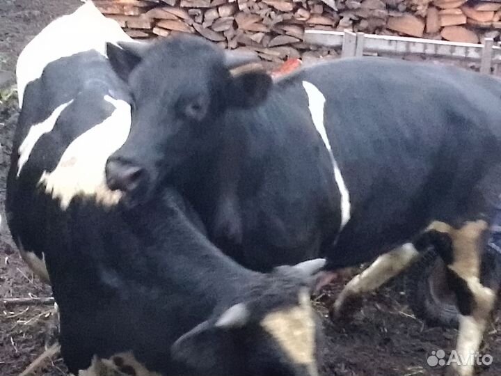 Быки на мясо