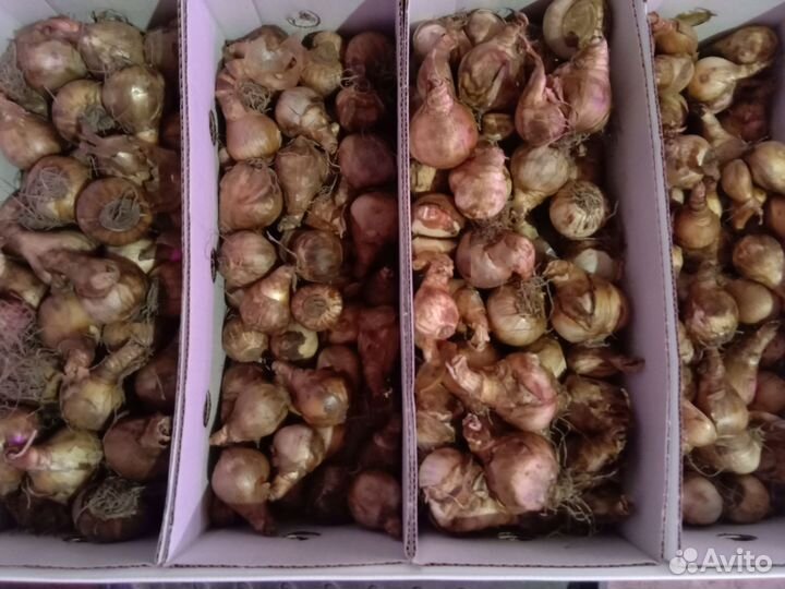 Луковицы нарциссов