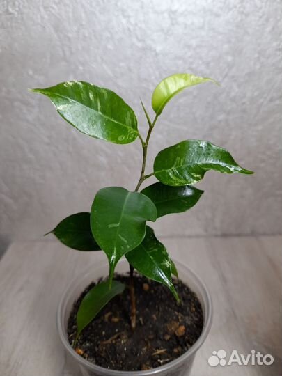 Фикус Сафари