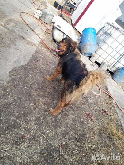 Добряк в приюте