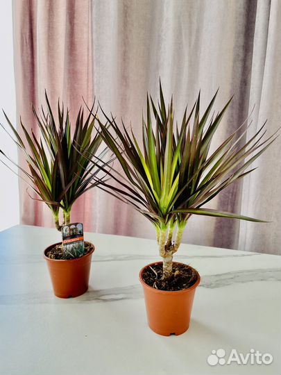 Комнатные растения доставка бесплатно