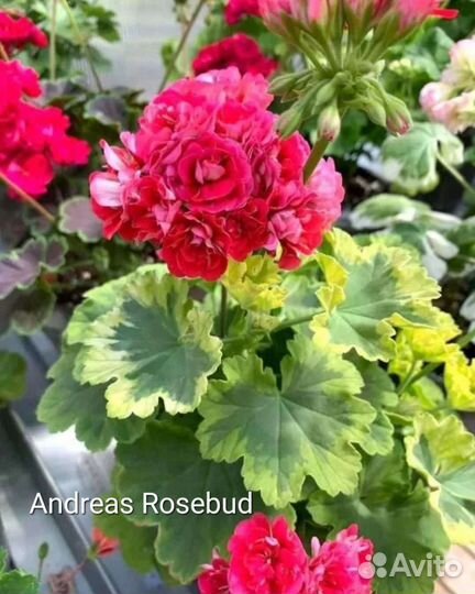 Пеларгония (герань)