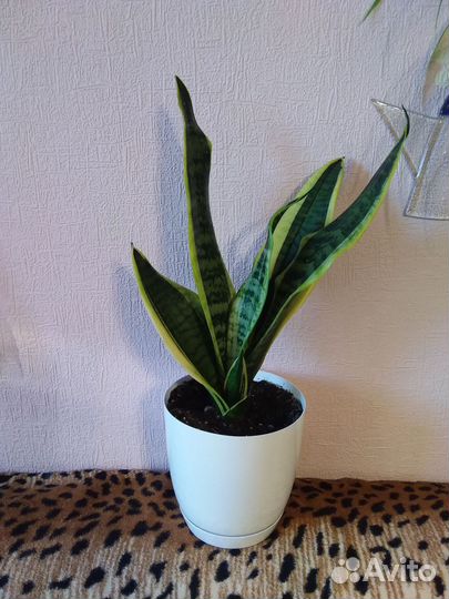 Антуриум белый, розовый и красный