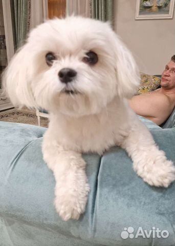 Мальчик ищет девочку для женитьбы