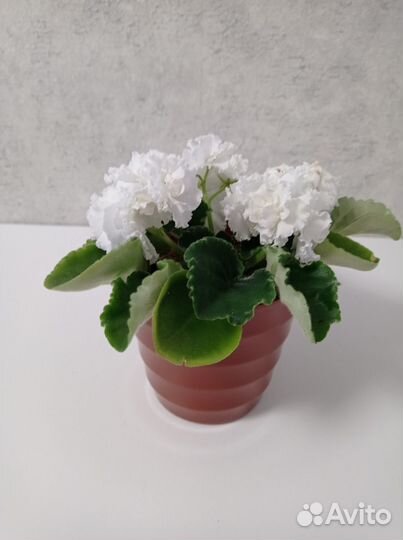 Цветущие фиалки