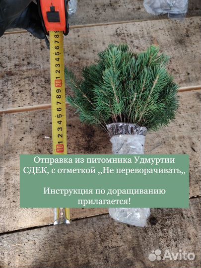 Саженцы Ель Голубая опт/окс