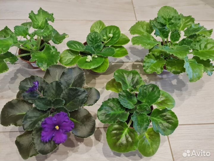 Фиалки сортовые