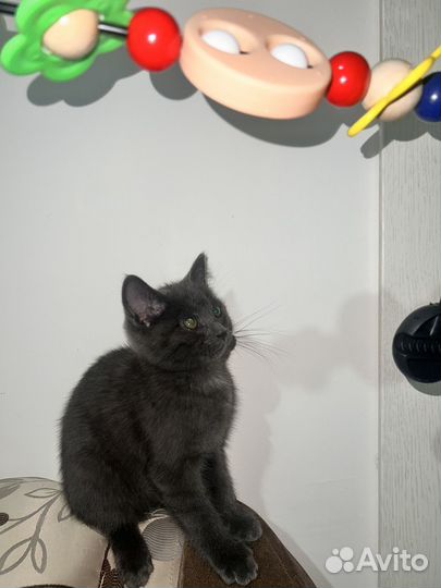Котенок