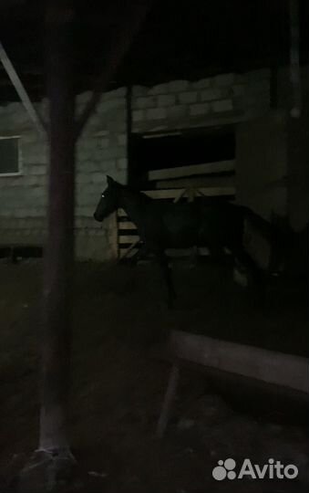 Элитный жеребчик