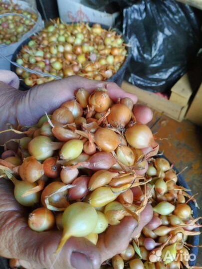 Лук севок, выборка