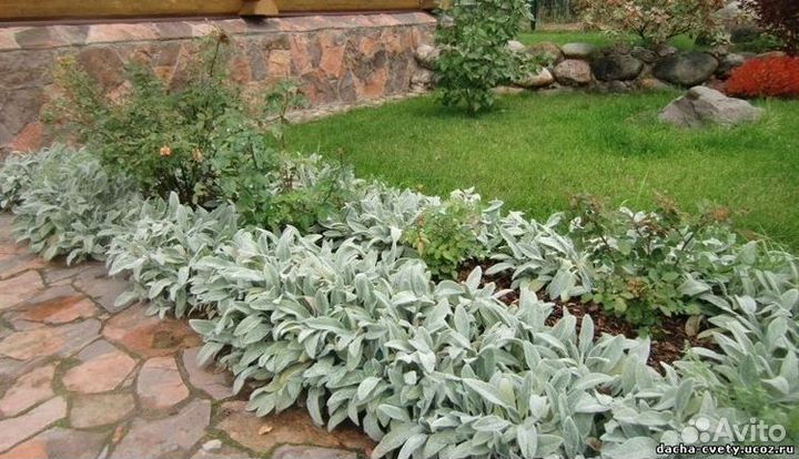 Стахис Чистец шерстистый/ овечьи ушки