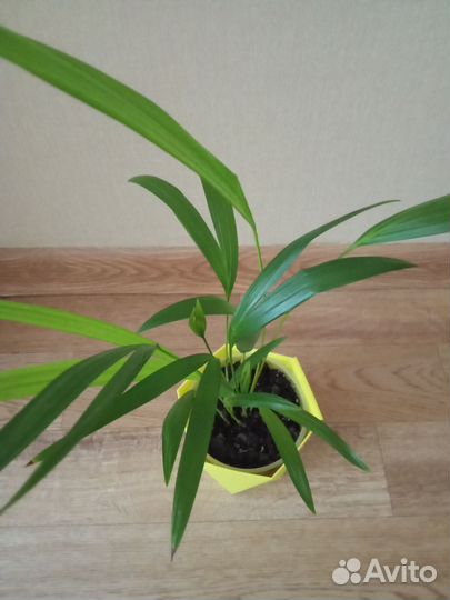 Хризолидокарпус