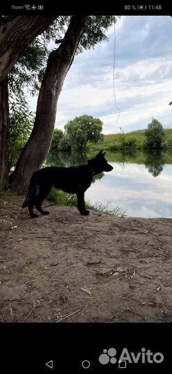 Черная немецкая овчарка