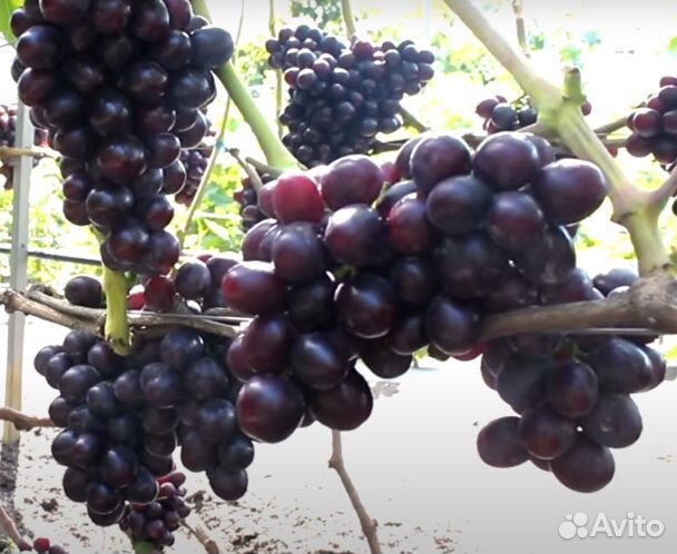 Саженцы винограда Подарок Несветая