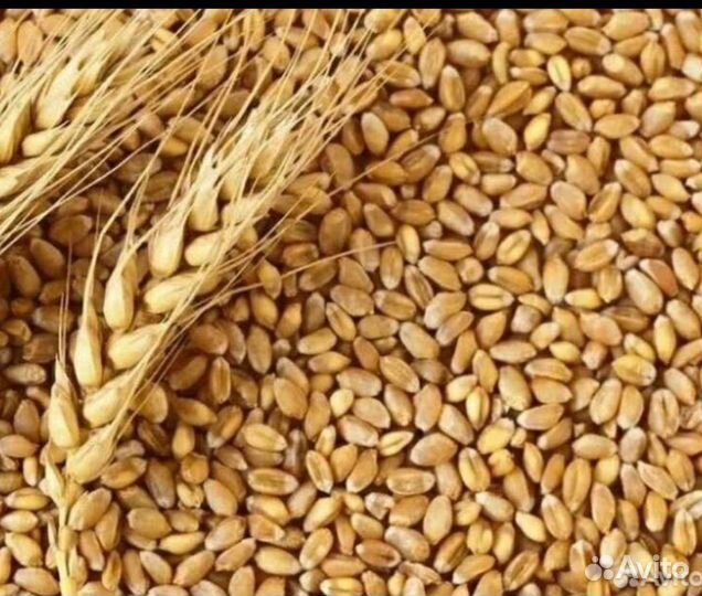 Продажа пшеницы