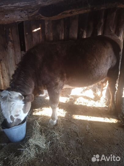 Продам Бычков тёлок