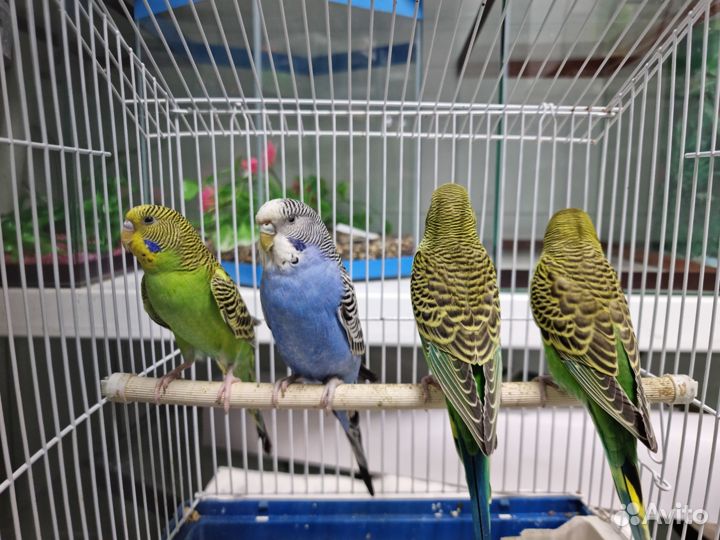 Волнистый попугай