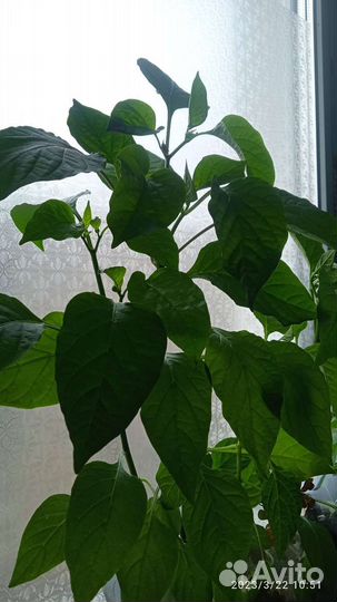 Перец комнатный острый