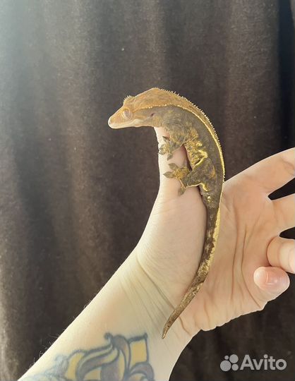 Реснитчатый бананоед самка