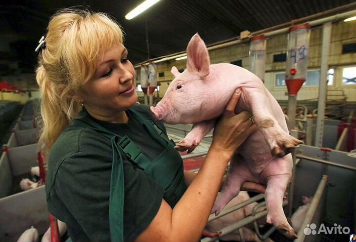 Уход за свинками. Роботизированное производство