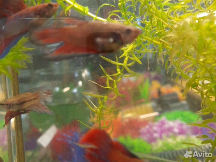 Рыбка петушок