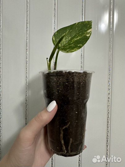 Комнатные растения