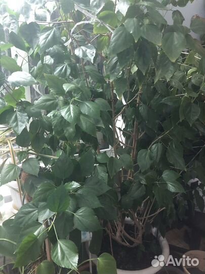 Комнатные цветы