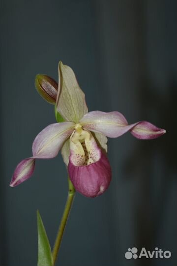 Продам орхидею Phragmipedium Sedenii hybrid