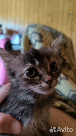 4 милые котёнка. 3 девочки и 1 мальчик