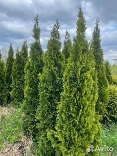 Туя Западная (Смарагд / Брабант / Коломна)