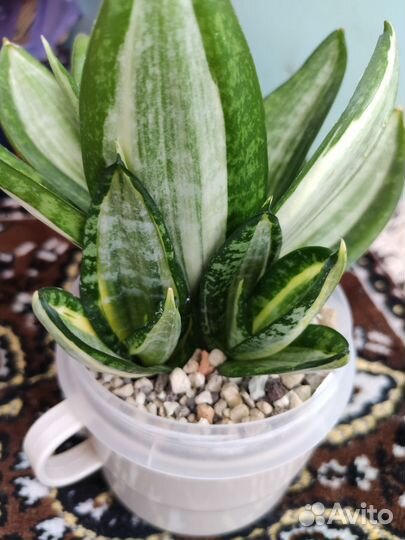 Сансевиерия сортовая