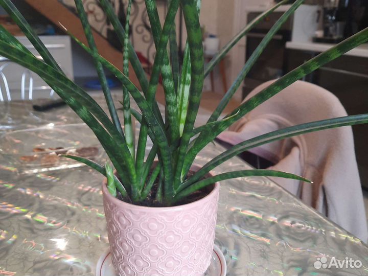 Сансевиерия цилиндрическая