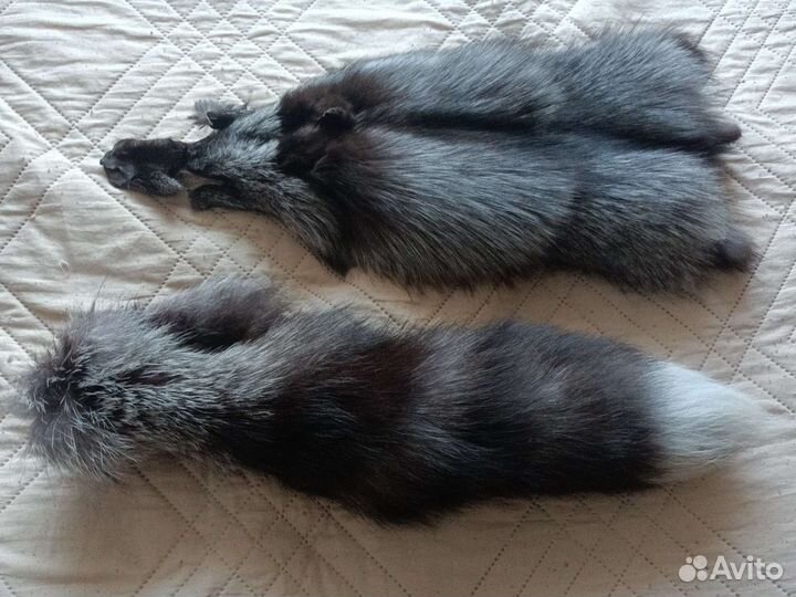 Хвост и шкурка чернобурки