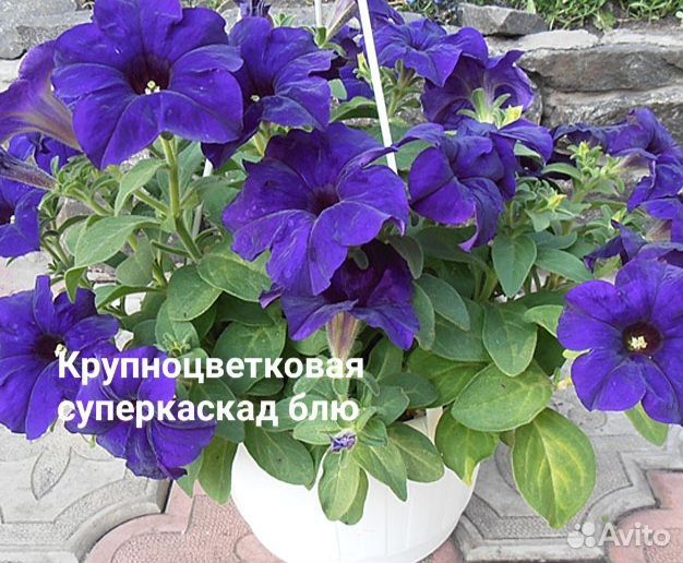 Петуния ампельная Тайдал,Опера