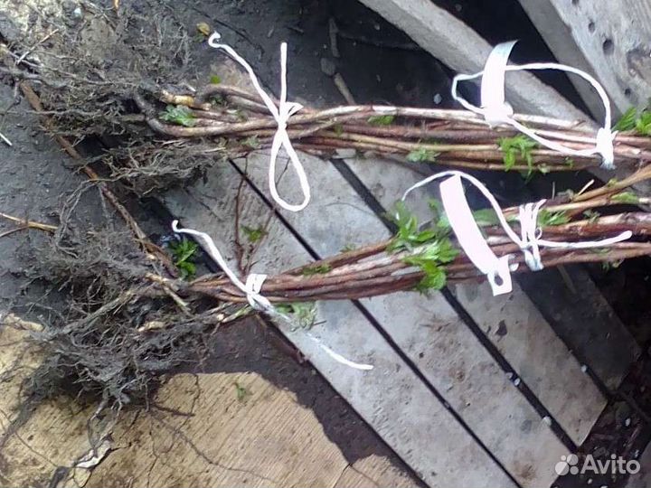 Ремонтантная малина