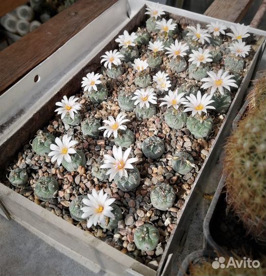 Кактусы: Турбиникарпус, Пелицифора