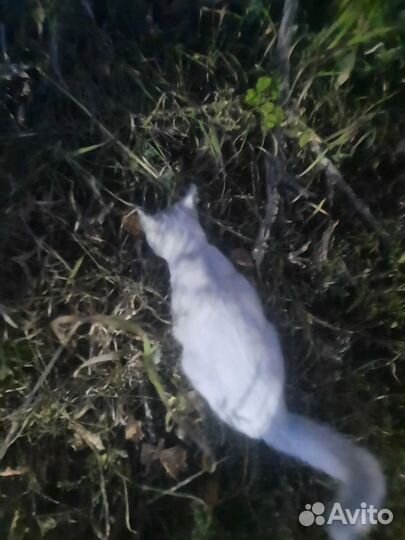 Кошка в дар