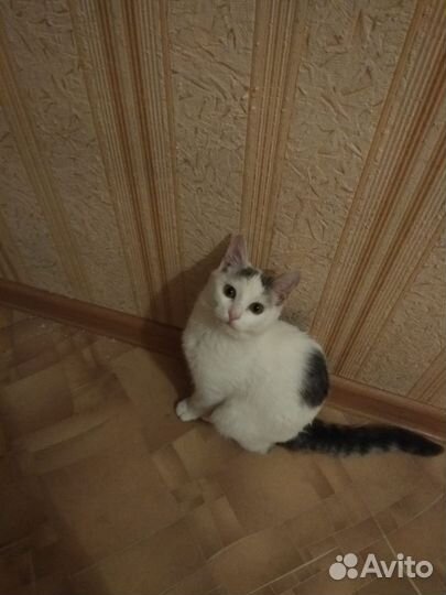 Котята отдам бесплатно