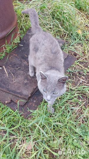 Отдам кота в добрые руки
