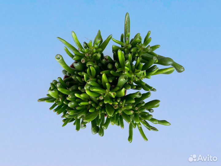 Крассула Овата Хоббит 10/15