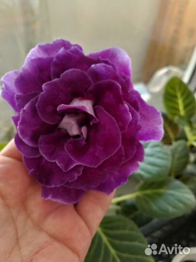 Глоксиния махровая