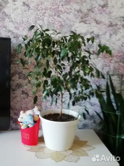 Комнатные цветы