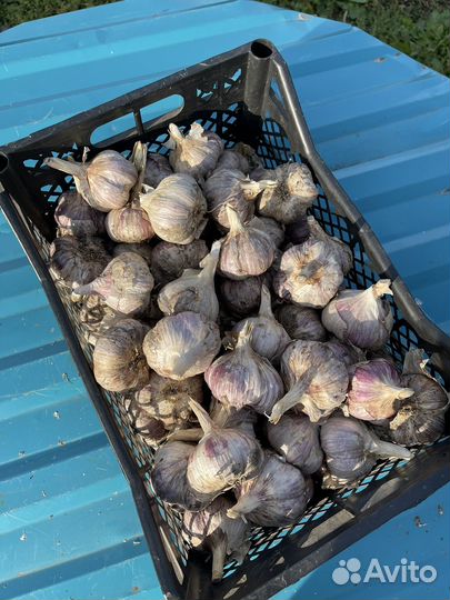 Чеснок