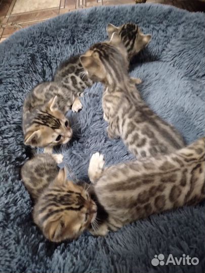 Бенгальские котята