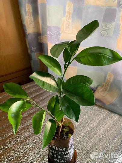 Апельсин Вашингтон Навел