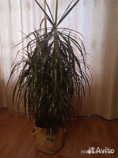 Драцена пальма 1,5 м