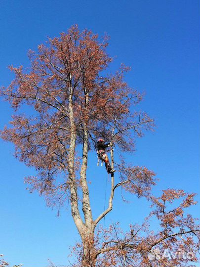 Спил аварийных деревьев, спилить дерево частями
