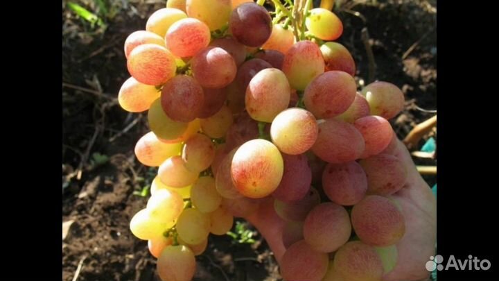 Черенки Винограда кишмиш